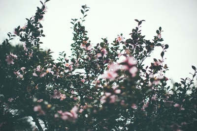 倾斜转变镜头摄影的粉红色花瓣的花
